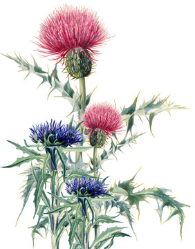 flowers of a thistle