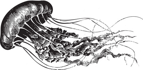Vector Black Vintage Engraved Jellyfish Illustration Isolated On A White Background © Studio Stash