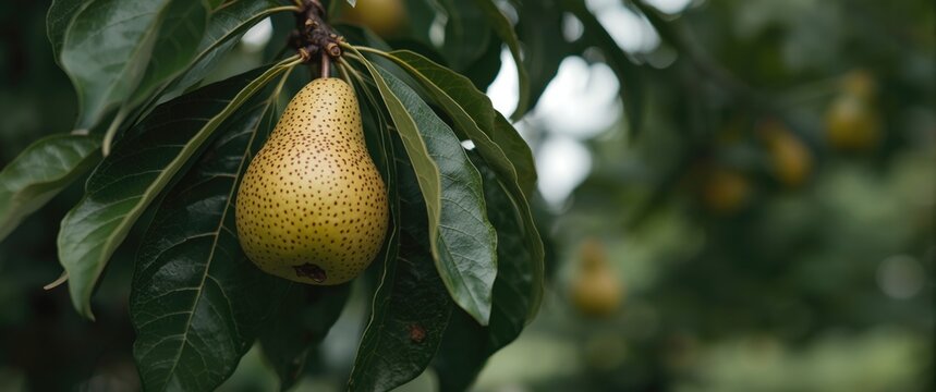 A Ripe Paer