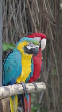Colorful parrots on a perch in a tropical setting