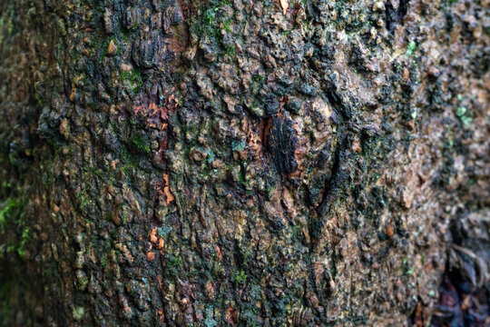 Close-Up Of Rough Tree Bark With Patches Of Green Moss