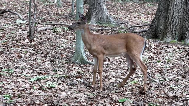 deer standing in a forest wooded area with fallen leaves foraging autumn spring summer hoofed animal mating season danger to cars