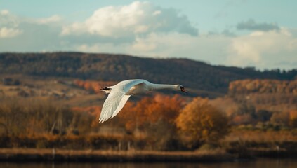 Peaceful swan journeying south through tranquil landscape