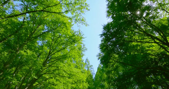 初夏の爽やかな青空と見上げる新緑のメタセコイア並木