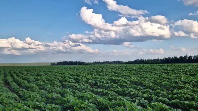 Young sunflower plants in an agricultural field. Fresh greens of young sunflower. Dense plantings of young sunflower on a sunny day. Rows of young sunflowers on fertile soil. Agricultural field