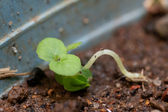 Macro View Of A Small Green Plant Sprout Emerging From Dirt