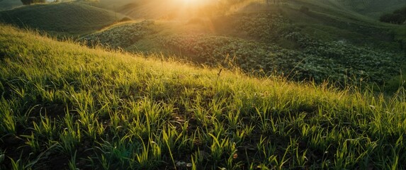 Obraz premium Morning sunlight casting shadows on green field textures