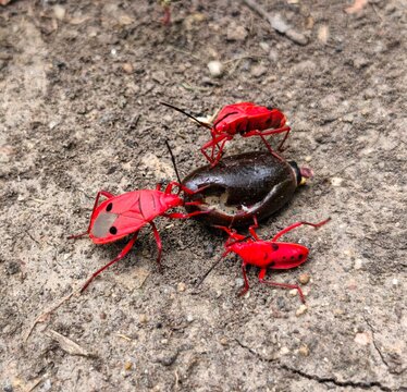 Close up macro shot of red firebugs feeding on a fallen seed on the ground