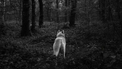 Obraz premium Minimalist black and white depiction of husky pet turned away in forested landscape