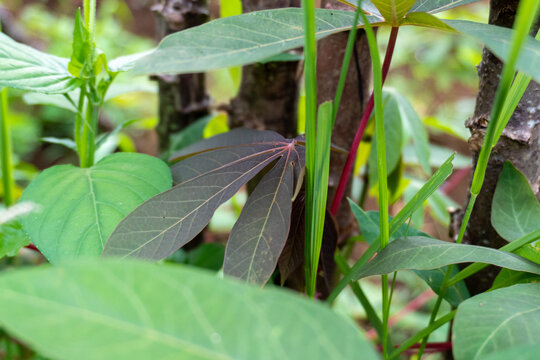 Dark Purplish Leaf Growing Among Green Foliage And Stems