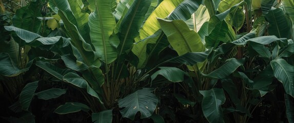 Fototapeta premium Lush green banana leaves in a tropical garden