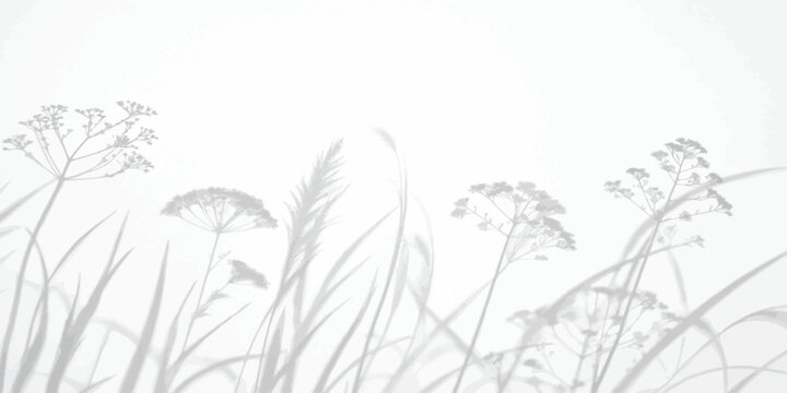 Abstract floral shadow overlay of wild grasses and wildflowers on white wall background with botanical background minimalist silhouette wildflower creative abstract artistic aesthetic