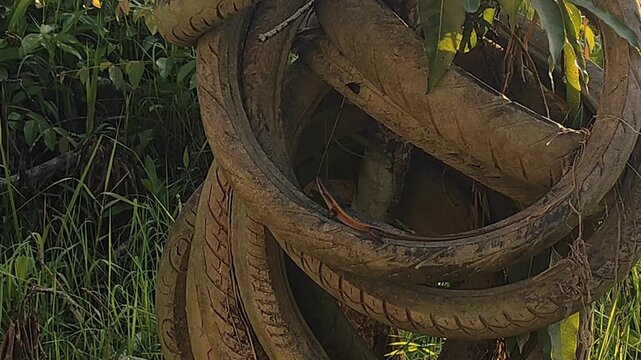 Wild lizard basking on a stack of old weathered tires, urban wildlife adaptation concept