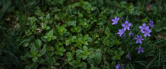 Fototapeta premium Purple flowers growing among green foliage