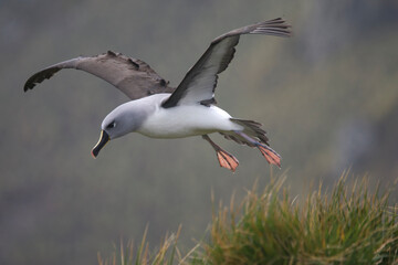 Fototapeta premium Gray-headed Albatross hovering over a nesting site on South Georgia Island