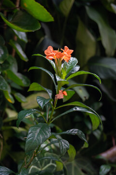 Orange Flowers Blooming On A Dark Green Leafy Plant
