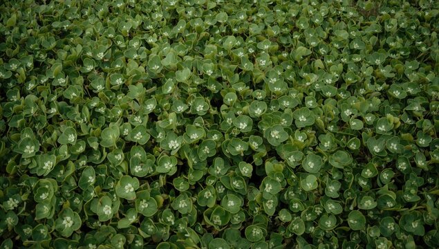 Vast expanse of thriving green sea purslane within a coastal saltwater marsh