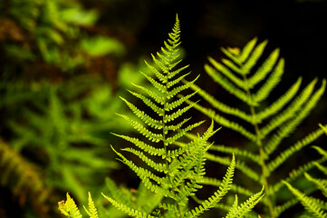 A fern frond blooming in a garden in summer. © Kozioł Kamila