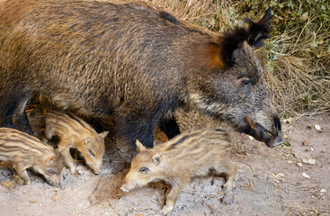 Wild boar with piglets in the forest female sow with striped babies family wildlife concept © Viktoriia-Mariia 