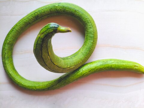 A fresh green snake gourd or luffa vegetable curved in a spiral shape,