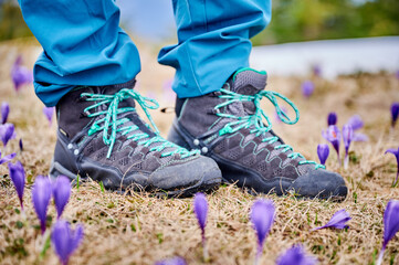 Obraz premium Close up of hiking boots among purple spring flowers on dry grass, outdoor footwear in alpine meadow, nature adventure with blooming crocuses