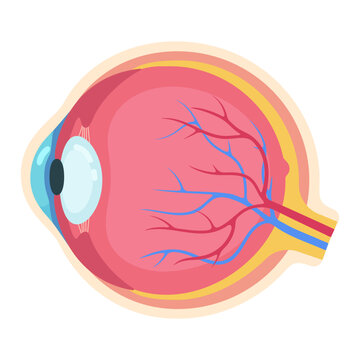 Colorful and detailed anatomical cross section of a human eye, illustrating vision and health
