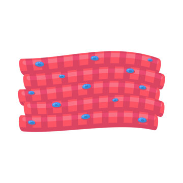 Educational graphic displaying human muscular tissue structure with visible nuclei and distinct fibers.