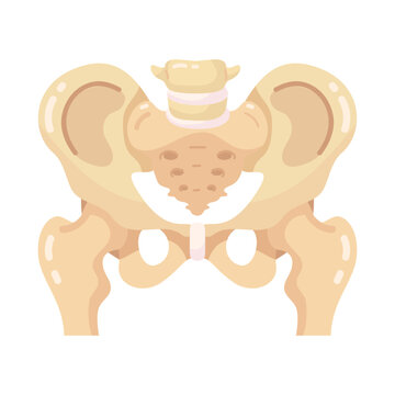 Essential human pelvic bone anatomy depicted in a clean, modern flat design illustration for education.