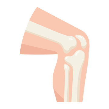 Simplified medical illustration of the crucial human knee joint anatomy for health concepts.