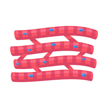 Vibrant depiction of cardiac muscle cells, showcasing their branched structure and nuclei essential for heart function.