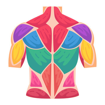 Educational graphic showcasing the distinct muscle groups of the human back in vivid colors