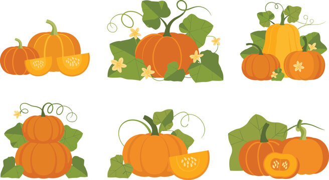 Ripe orange pumpkins and slices on white background autumn harvest seasonal produce