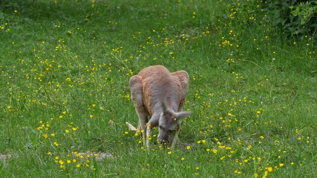 The red kangaroo, Macropus rufus is the largest of all kangaroos, the largest terrestrial mammal native to Australia, and the largest extant marsupial.