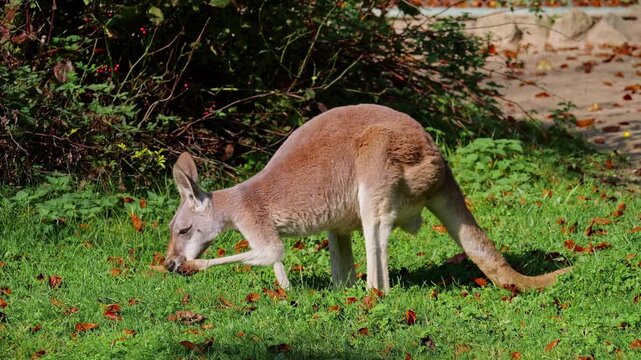 The red kangaroo, Macropus rufus is the largest of all kangaroos, the largest terrestrial mammal native to Australia, and the largest extant marsupial.