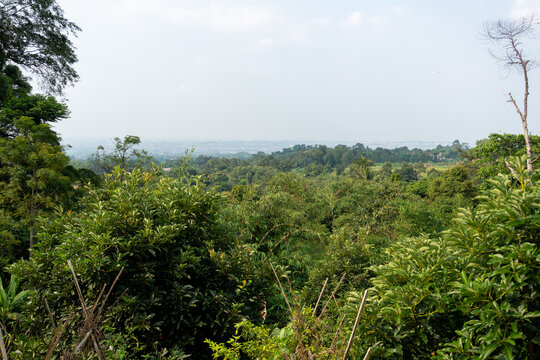 Elevated View Of A Dense Green Forest Canopy And Distant City