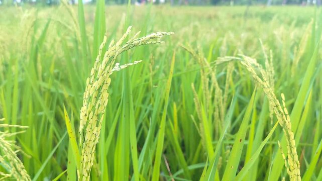 Macro footage of young fresh green rice panicles swaying gently in the wind against a bright blurred background, representing early agricultural growth, organic botanical ingredients, and natural vita