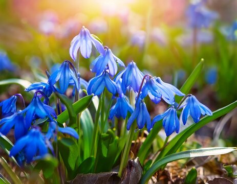 beautiful nature background with blue snowdrop flowers growth in garden close up blue flowers of scilla siberica first early spring perennial primroses gentle nature image spring floral landscape