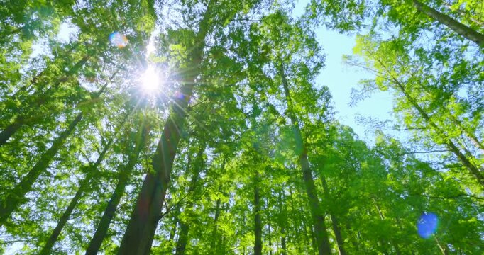 初夏の爽やかな青空と見上げる新緑のメタセコイア並木