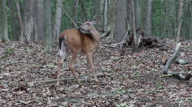 deer standing in a forest wooded area with fallen leaves foraging autumn spring summer hoofed animal mating season danger to cars