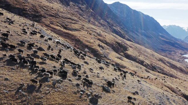 Aerial view of a large yak herd grazing and moving across a rocky mountain slope in a remote highland landscape. Black and white shaggy animals spread over dry alpine terrain under bright daylight