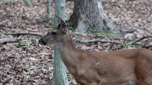 deer standing in a forest wooded area with fallen leaves foraging autumn spring summer hoofed animal mating season danger to cars