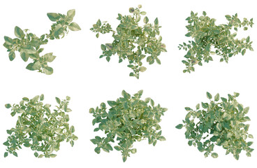 Fototapeta premium Set of Origanum vulgare tree plan, top view, cutout, transparent background, isolate, Collection of lush green bushes with varied shapes and sizes – perfect for landscaping design elements.