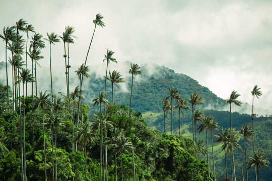Palmas de cera en el valle del cocora, Colombia