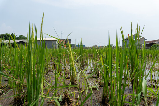 Low Angle View Of A Green Rice Paddy Field