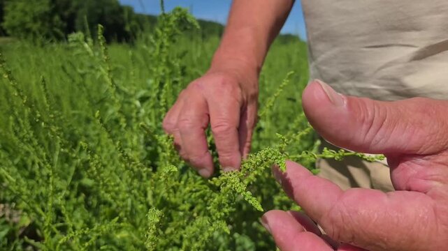 Mains de technicien agricole, agriculteur contr&ocirc;lant la mont&eacute;e en semence sur ses plants de betterave dans le champ, technique agriculture rurale