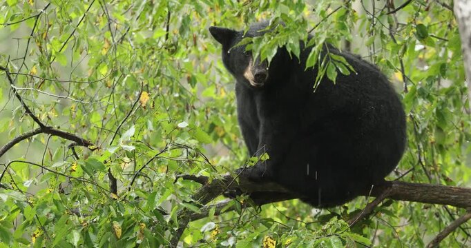 Black Bear mother and cub in tree taken in northern MN