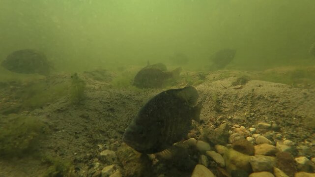 Blue Gill, Bluegill, on nesting beds, taken in central MN
