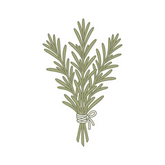 Fototapeta premium Hand drawn illustration of a fresh rosemary herb bundle.