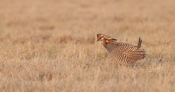 Greater Prairie Chicken taken in central MN