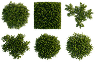 Fototapeta premium Set of Bryophyte tree plan, top view, cutout, transparent background, isolate, Collection of Green Hedge Bushes in Various Shapes - Perfect for Landscaping Design and Garden Elements
